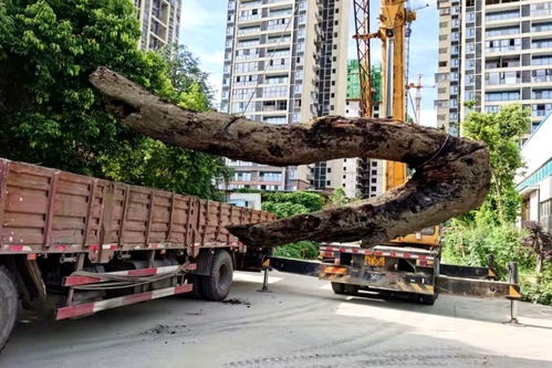 綿陽人注意 金和天府項目二期6號7號主體工程封頂 這三點必須說一說